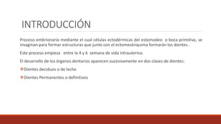 INTRODUCCIÓN
Proceso embrionario mediante el cual células ectodérmicas del estomodeo o boca primitiva, se
invaginan para formar estructuras que junto con el ectomesénquima formarán los dientes .
Este proceso empieza entre la 4 y 6 semana de vida intrauterina.
El desarrollo de los órganos dentarios aparecen sucesivamente en dos clases de dientes:
Dientes deciduos o de leche
Dientes Permanentes o definitivos
 