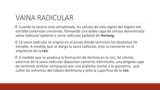 VAINA RADICULAR
 Cuando la corona está completada, las células de esta región del órgano del
esmalte continúan creciendo, formando una doble capa de células denominada
vaina radicular epitelial o vaina radicular epitelial de Hertwig.
 La vaina radicular se origina en el punto donde terminan los depósitos de
esmalte. A medida que se alarga la vaina radicular, ésta se convierte en el
arquitecto de la raíz.
 A medida que se produce la formación de dentina en la raíz, las células
externas de la vaina radicular depositan cemento intermedio, una delgada capa
de cemento acelular compuesta por una proteína similar a la queratina, que
cubre los extremos del túbulo dentinario y sella la superficie de la raíz.
 