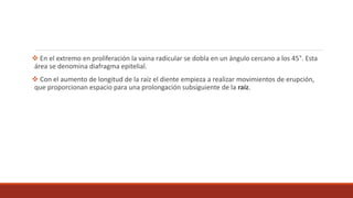  En el extremo en proliferación la vaina radicular se dobla en un ángulo cercano a los 45°. Esta
área se denomina diafragma epitelial.
 Con el aumento de longitud de la raíz el diente empieza a realizar movimientos de erupción,
que proporcionan espacio para una prolongación subsiguiente de la raíz.
 