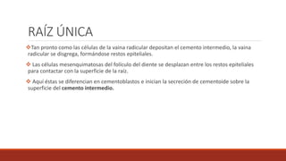 RAÍZ ÚNICA
Tan pronto como las células de la vaina radicular depositan el cemento intermedio, la vaina
radicular se disgrega, formándose restos epiteliales.
 Las células mesenquimatosas del folículo del diente se desplazan entre los restos epiteliales
para contactar con la superficie de la raíz.
 Aquí éstas se diferencian en cementoblastos e inician la secreción de cementoide sobre la
superficie del cemento intermedio.
 