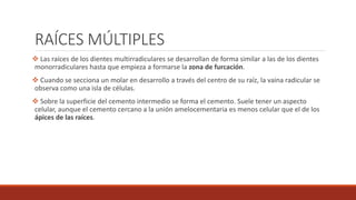 RAÍCES MÚLTIPLES
 Las raíces de los dientes multirradiculares se desarrollan de forma similar a las de los dientes
monorradiculares hasta que empieza a formarse la zona de furcación.
 Cuando se secciona un molar en desarrollo a través del centro de su raíz, la vaina radicular se
observa como una isla de células.
 Sobre la superficie del cemento intermedio se forma el cemento. Suele tener un aspecto
celular, aunque el cemento cercano a la unión amelocementaria es menos celular que el de los
ápices de las raíces.
 