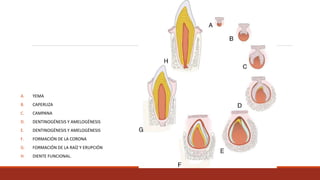 A. YEMA
B. CAPERUZA
C. CAMPANA
D. DENTINOGÉNESIS Y AMELOGÉNESIS
E. DENTINOGÉNESIS Y AMELOGÉNESIS
F. FORMACIÓN DE LA CORONA
G. FORMACIÓN DE LA RAÍZ Y ERUPCIÓN
H. DIENTE FUNCIONAL.
 