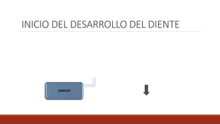 ESMALTE
INICIO DEL DESARROLLO DEL DIENTE
 