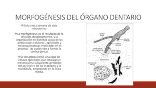 MORFOGÉNESIS DEL ÓRGANO DENTARIO
En la sexta semana de vida
intrauterina.
La morfogénesis es el resultado de la
división, desplazamiento, y la
organización en distintas capas de las
poblaciones celulares , epiteliales y
mesenquimatosas implicadas en el
proceso, las cuales van a formar la
lámina dental.
Se desarrolla como una capa de
células epiteliales que empujan el
mesénquima subyacente alrededor
del perímetro de los maxilares y la
mandíbula, empezando en la línea
media.
 