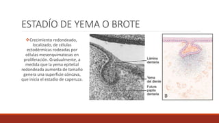 ESTADÍO DE YEMA O BROTE
Crecimiento redondeado,
localizado, de células
ectodérmicas rodeadas por
células mesenquimatosas en
proliferación. Gradualmente, a
medida que la yema epitelial
redondeada aumenta de tamaño
genera una superficie cóncava,
que inicia el estadio de caperuza.
 