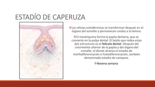 ESTADÍO DE CAPERUZA
Las células ectodérmicas se transforman después en el
órgano del esmalte y permanecen unidas a la lámina.
El mesénquima forma la papila dentaria, que se
convierte en la pulpa dental. El tejido que rodea estas
dos estructuras es el folículo dental. Después del
crecimiento ulterior de la papila y del órgano del
esmalte, el diente alcanza el estadio de
morfodiferenciación e histodiferenciación, también
denominado estadio de campana.
Novena semana
 