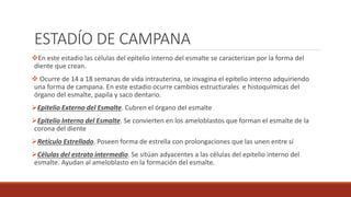ESTADÍO DE CAMPANA
En este estadio las células del epitelio interno del esmalte se caracterizan por la forma del
diente que crean.
 Ocurre de 14 a 18 semanas de vida intrauterina, se invagina el epitelio interno adquiriendo
una forma de campana. En este estadio ocurre cambios estructurales e histoquímicas del
órgano del esmalte, papila y saco dentario.
Epitelio Externo del Esmalte. Cubren el órgano del esmalte
Epitelio Interno del Esmalte. Se convierten en los ameloblastos que forman el esmalte de la
corona del diente
Retículo Estrellado. Poseen forma de estrella con prolongaciones que las unen entre sí
Células del estrato intermedio. Se sitúan adyacentes a las células del epitelio interno del
esmalte. Ayudan al ameloblasto en la formación del esmalte.
 