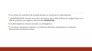  Las células de la periferia de la papila dentaria se convierten en odontoblastos.
 ODONTOBLASTOS: Forman una matriz extracelular de un 90% de fibras de colágeno tipo I y un
10% de proteínas no colágenas, denominada PREDENTINA.
 La dentinogénesis siempre precede a la amelogénesis.
 Las células interactúan mediante un sistema de efectores, moduladores y receptores
denominado señalización celular.
 