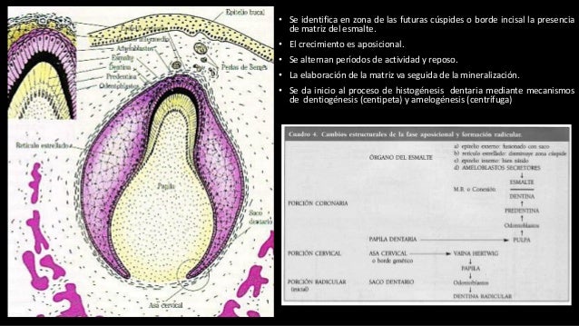 Odontog nesis Yessica Brice o odontog-nesis-yessica-brice-o
