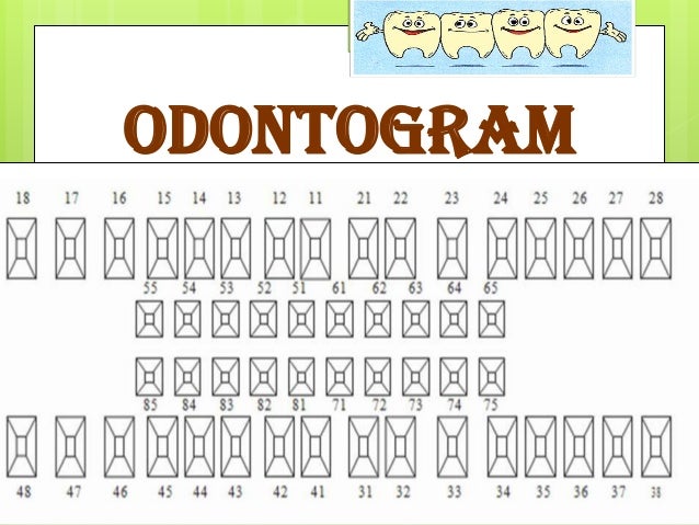 Download Gambar Odontogram  Gigi Koleksi Gambar HD