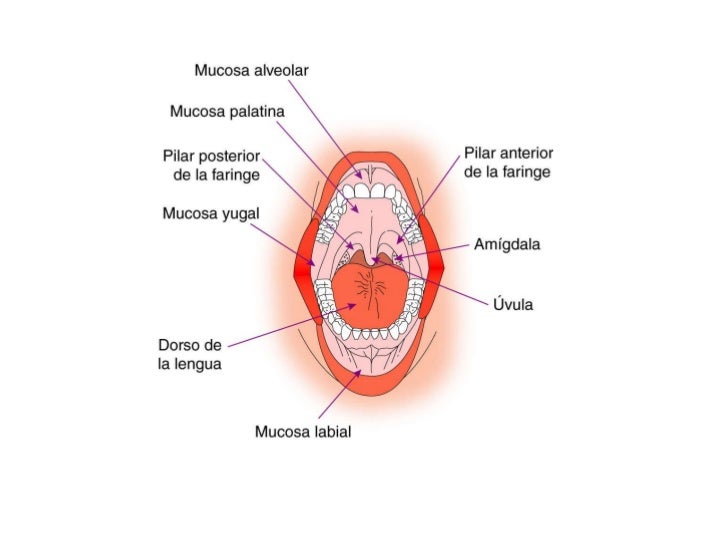 Odontograma