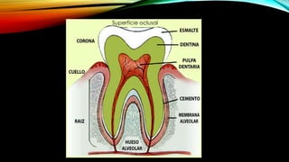 Superficie oclusal
 