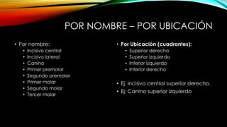 POR NOMBRE – POR UBICACIÓN
• Por nombre:
• Incisivo central
• Incisivo lateral
• Canino
• Primer premolar
• Segundo premolar
• Primer molar
• Segundo molar
• Tercer molar
• Por Ubicación (cuadrantes):
• Superior derecho
• Superior izquierdo
• Inferior izquierdo
• Inferior derecho
• Ej: incisivo central superior derecho.
• Ej: Canino superior izquierdo
 