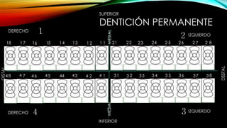 DENTICIÓN PERMANENTE
MESIAL
DSSTAL
DISTAL
MESIAL
DERECHO
DERECHO
IZQUIERDO
IZQUIERDO
SUPERIOR
INFERIOR
1
3
2
4
1121134151161 718 87654321 22 22 2 2 2 2
876543213 3 3 3 3 3 3 312345678 44444444
 