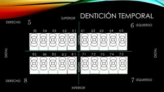 DENTICIÓN TEMPORAL
MESIAL
DISTAL
DISTAL
MESIAL
DERECHO
DERECHO
IZQUIERDO
IZQUIERDO
SUPERIOR
INFERIOR
5
7
6
8
1525534555 54321 66 66 6
543217 7 7 7 712345 88888
 