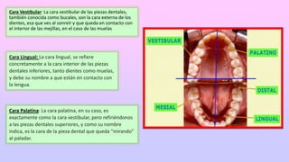 Odontograma 1 pptx odontograma-1-pptx