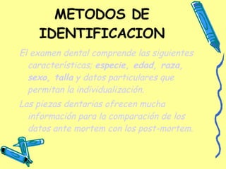METODOS DE IDENTIFICACION El examen dental comprende las siguientes características;  especie, edad, raza, sexo, talla  y datos particulares que permitan la individualización. Las piezas dentarias ofrecen mucha información para la comparación de los datos ante mortem con los post-mortem . 
