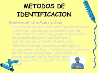 METODOS DE IDENTIFICACION Determinación de la Raza y el Sexo Las características raciales están presentes sobre todo en los molares; permiten diferenciar las razas ortognátas (blancos), prognatas (negros), y las denominadas primitivas (aborígenes australianos, de Sri Lanka, Oceanía, etc.). También las piezas dentarias pueden aportar algunos datos relativos al establecimiento del sexo por medio de sus estudios. Sin embargo, es preciso disponer de los incisivos superiores, que son las piezas dentarias que tienen dimorfismo sexual.   