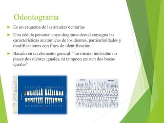 Odontograma 
 Es un esquema de las arcadas dentarias 
 Una cédula personal cuyo diagrama dental consigna las 
características anatómicas de los dientes, particularidades y 
modificaciones con fines de identificación. 
 Basado en un elemento general: “un mismo individuo no 
posee dos dientes iguales, ni tampoco existen dos bocas 
iguales” 
 