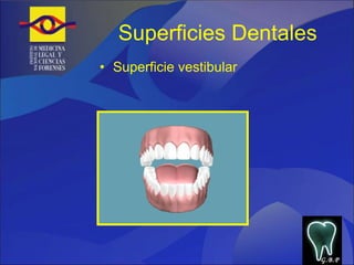 Superficies Dentales Superficie vestibular G.B.P 