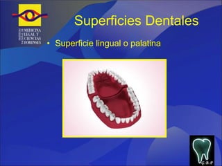 Superficies Dentales Superficie lingual o palatina G.B.P 