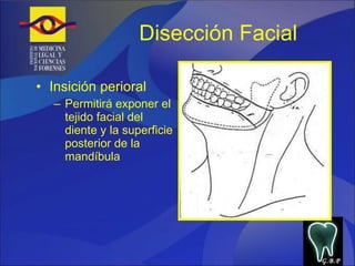 Disección Facial Insición perioral Permitirá exponer el tejido facial del diente y la superficie posterior de la mandíbula G.B.P 