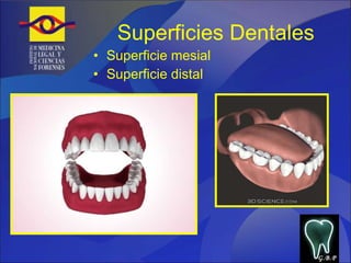 Superficies Dentales Superficie mesial Superficie distal G.B.P 