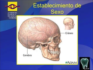Establecimiento de Sexo G.B.P 