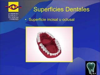 Superficies Dentales Superficie incisal u oclusal G.B.P 