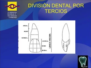 DIVISIÓN DENTAL POR TERCIOS G.B.P 