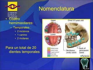 Nomenclatura  Cuatro hemimaxilares: Temporales : 2 incisivos 1 canino 2 molares Para un total de 20 dientes temporales G.B.P 