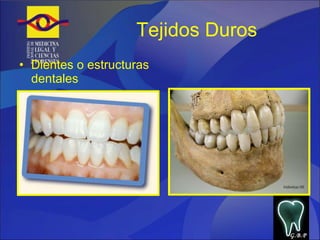 Tejidos Duros Dientes o estructuras dentales G.B.P 