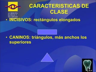 CARACTERISTICAS DE CLASE INCISIVOS: rectángulos elongados CANINOS: triángulos, más anchos los superiores G.B.P 