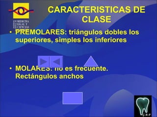 CARACTERISTICAS DE CLASE PREMOLARES: triángulos dobles los superiores, simples los inferiores MOLARES: no es frecuente. Rectángulos anchos G.B.P 