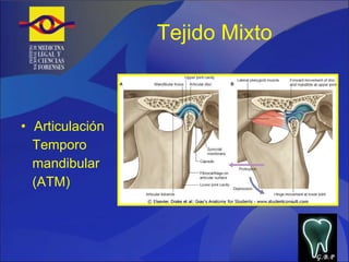Tejido Mixto Articulación  Temporo mandibular  (ATM) G.B.P 