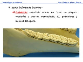 Odontología veterinaria                           Dra. Emérita Abreu García

       4. Según la forma de la corona :
            b) Lofodonto: superficie oclusal en forma de pliegues
               ondulados y crestas pronunciadas; ej.: premolares y
               molares del equino.




                                          b
 