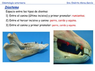 Odontología veterinaria                               Dra. Emérita Abreu García

  Diastema
   Espacio entre los tipos de dientes:
   1) Entre el canino (último incisivo) y primer premolar: rumiantes.
   2) Entre el tercer incisivo y canino: perro, cerdo y equino.
   3) Entre el canino y primer premolar: perro, cerdo y equino.




                           3    2
                                                      3
                                                                   2
 