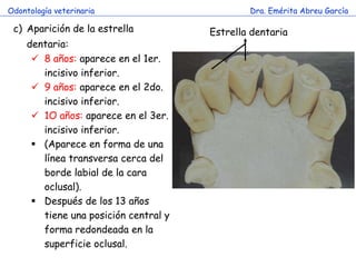 Odontología veterinaria                        Dra. Emérita Abreu García

 c) Aparición de la estrella           Estrella dentaria
     dentaria:
       8 años: aparece en el 1er.
        incisivo inferior.
       9 años: aparece en el 2do.
        incisivo inferior.
       1O años: aparece en el 3er.
        incisivo inferior.
       (Aparece en forma de una
        línea transversa cerca del
        borde labial de la cara
        oclusal).
       Después de los 13 años
        tiene una posición central y
        forma redondeada en la
        superficie oclusal.
 