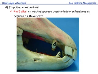 Odontología veterinaria                            Dra. Emérita Abreu García

  d) Erupción de los caninos:
        4 a 5 años: en machos aparece desarrollado y en hembras es
           pequeño o está ausente.




                                       d
                                           d
 