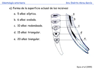 Odontología veterinaria                                Dra. Emérita Abreu García

       e) Forma de la superficie oclusal de los incisivos:

           a. 5 años: elíptica.                              a

           b. 6 años: ovalada.                                b

           c. 10 años: redondeado.                                 c

           d. 15 años: triangular.                                     d

           e. 20 años: biangular.                                          e




                                                                  Dyce et al. (1999)
 