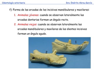 Odontología veterinaria                               Dra. Emérita Abreu García


       f) Forma de las arcadas de los incisivos mandibulares y maxilares:

            1. Animales jóvenes: cuando se observan lateralmente las
               arcadas dentarias forman un ángulo recto.
            2. Animales viejos: cuando se observan lateralmente las
               arcadas mandibulares y maxilares de los dientes incisivos
               forman un ángulo agudo.


                                                              1


                                      2
 
