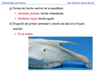 Odontología veterinaria                              Dra. Emérita Abreu García

       g) Forma del borde ventral de la mandíbula:
             Animales jóvenes: borde redondeado.
             Animales viejos: borde agudo.
       h) Erupción del primer premolar o diente de lobo en el hueso
          maxilar:
             5 a 6 meses.




                                                h
 