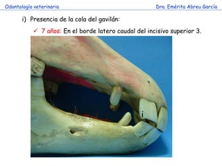 Odontología veterinaria                                Dra. Emérita Abreu García

       i) Presencia de la cola del gavilán:
             7 años: En el borde latero caudal del incisivo superior 3.




                                                  i
 