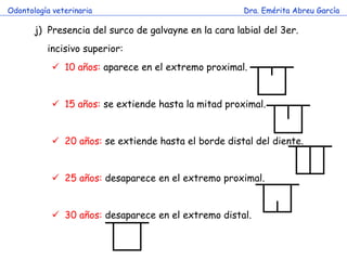 Odontología veterinaria                                Dra. Emérita Abreu García

       j) Presencia del surco de galvayne en la cara labial del 3er.
          incisivo superior:
             10 años: aparece en el extremo proximal.


             15 años: se extiende hasta la mitad proximal.


             20 años: se extiende hasta el borde distal del diente.


             25 años: desaparece en el extremo proximal.


             30 años: desaparece en el extremo distal.
 