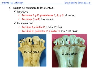 Odontología veterinaria                                    Dra. Emérita Abreu García

       a) Tiempo de erupción de los dientes:
            Deciduos:
              • Incisivos 1 y 2, premolares 1, 2, y 3: al nacer.
                • Incisivos 3 y 4: 2 semanas.
             Permanentes:
                • Incisivo 1 y molar 2: 1 1/2 a 2 años.
                • Incisivo 2, premolar 2 y molar 3: 2 a 2 1/2 años.


                                                           I1
                       ID2
                                                ID3
                 ID3
                ID4
                             I1                       I2
                                              ID4



                       11/2-2 años
                                                       2-21/2 años
 