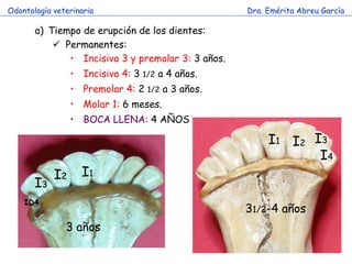 Odontología veterinaria                              Dra. Emérita Abreu García

       a) Tiempo de erupción de los dientes:
            Permanentes:
              • Incisivo 3 y premolar 3: 3 años.
                 • Incisivo 4: 3 1/2 a 4 años.
                 • Premolar 4: 2   1/2   a 3 años.
                 • Molar 1: 6 meses.
                 • BOCA LLENA: 4 AÑOS

                                                          I1 I2 I3
                                                                 I4
            I2     I1
       I3
    ID4
                                                     31/2-4 años
               3 años
 
