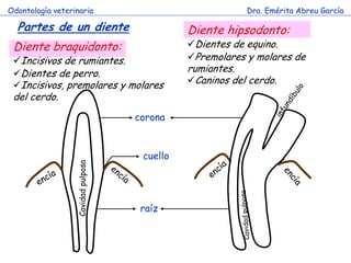 Odontología veterinaria                                   Dra. Emérita Abreu García

  Partes de un diente                         Diente hipsodonto:
 Diente braquidonto:                          Dientes de equino.
 Incisivos de rumiantes.                     Premolares y molares de
 Dientes de perro.                           rumiantes.
 Incisivos, premolares y molares             Caninos del cerdo.
 del cerdo.
                                    corona


                                     cuello
                  Cavidad pulposa




                                     raíz
 