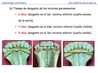 Odontología veterinaria                                  Dra. Emérita Abreu García

       b) Tiempo de desgaste de los incisivos permanentes:

             6 años: desgaste en el 1er. incisivo inferior (cuello encima

               de la encía).

             7 años: desgaste en el 2do. incisivo inferior (cuello visible).

             8 años: desgaste en el 3er incisivo inferior (cuello visible).
 