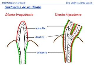 Odontología veterinaria                     Dra. Emérita Abreu García

  Sustancias de un diente

  Diente braquidonto                 Diente hipsodonto



                          esmalte


                          dentina




                           cemento
 