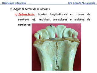 Odontología veterinaria                                      Dra. Emérita Abreu García

       4. Según la forma de la corona :
            a) Selenodonto:        bordes   longitudinales    en    forma     de
               semiluna;    ej.:   incisivos,   premolares    y    molares    de
               rumiantes.                   a
 